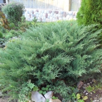 Можжевельник казацкий Glauca, Juniperus sabina Glauca, Можжевельник казацкий Глаука
