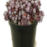 Очиток лопатчатолистный Пурпуриум - Питомник декоративных и садовых растений