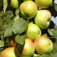 Яблоня Янтарное Ожерелье - Питомник декоративных и садовых растений