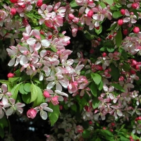 Яблоня декоративная Floribunda - Питомник декоративных и садовых растений