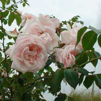 Роза Нью Даун, гибрид - Питомник декоративных и садовых растений