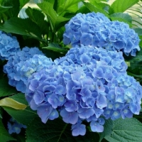 Гортензия Early Blue, Hydrangea macrophylla Early Blue, Гортензия крупнолистная Эрли Блю