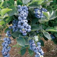 Голубика сорта с10, Голубика, Vaccinium uliginosum