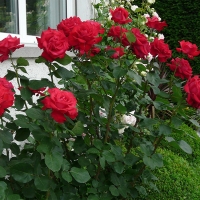 Роза Дам де Кер - Питомник декоративных и садовых растений