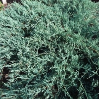 Можжевельник казацкий Blue Sparkle, Juniperus sabina Blue Sparkle, Можжевельник казацкий Блю Спаркл