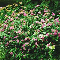 Спирея японская Фробелли - Питомник декоративных и садовых растений