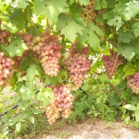 Виноград сорт "Румба" 0,8 л 1890 руб. В наличии.