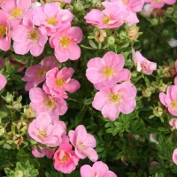 Лапчатка Pink Queen - Питомник декоративных и садовых растений