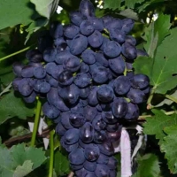 Виноград сорт "Забава" 0,8 л 1890 руб. В наличии.