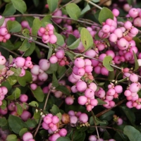 Снежноягодник розовоплодный Mother of Pearl с5 - Питомник декоративных и садовых растений
