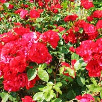 Роза Ла Севильяна, флорибунда - Питомник декоративных и садовых растений