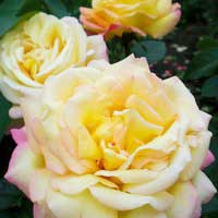 Роза Глория Дей, чайно-гибридная - Питомник декоративных и садовых растений
