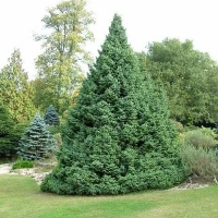 Ель сербская Picea Omorika 200/250 - Питомник декоративных и садовых растений