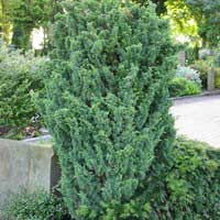 Можжевельник китайский Blaauw, Juniperus chinensis Blaauw, Можжевельник китайский Блаув
