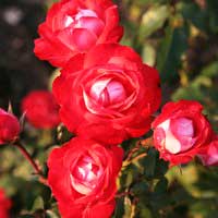 Роза Плантен Ун Блюмен, полиантовая - Питомник декоративных и садовых растений