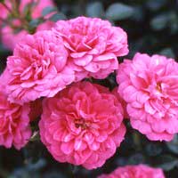 Роза Книрпс, флорибунда - Питомник декоративных и садовых растений