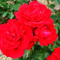 Роза Нина Вэйбул, флорибунда - Питомник декоративных и садовых растений