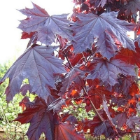 Клен остролистный Royal Red, Acer platanoides Royal Red, Клён остролистный Роял Ред