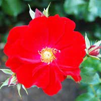 Роза Austriana,  почвопокровная RP4 - Питомник декоративных и садовых растений
