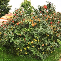 Калина гордовина - Питомник декоративных и садовых растений