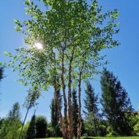 Береза Черная, Betula nigra