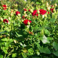 Роза Мирабель, спрей - Питомник декоративных и садовых растений
