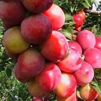 Алыча Персиковая с7.5, Алыча Персиковая, Prunus divaricataм