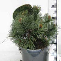 Сосна черная Нана, Pinus nigra Nana, Сосна черная Nana с35, Сосна Nana