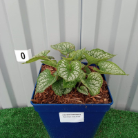 Бруннера крупнолистная Jack Frost, Brunnera macrophylla Jack Frost, Бруннера крупнолистная Джек Фрост