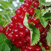 Смородина красная Маарсес Проминент, Rubus