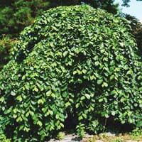 Вяз шершавый Pendula 18/20 St220 - Питомник декоративных и садовых растений