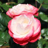 Роза Ностальжи, чайно-гибридная - Питомник декоративных и садовых растений