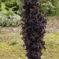 Бузина черная Black Tower С7.5 - Питомник декоративных и садовых растений
