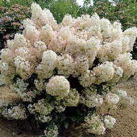Гортензия Bobo, Hydrangea paniculata Bobo, Гортензия Бобо