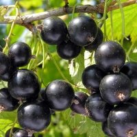 Смородина черная Деликатесная, Ribes