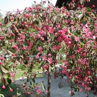Яблоня декоративная Royal Beauty - Питомник декоративных и садовых растений