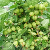 Крыжовник Берилл, Ribes uva-crispa