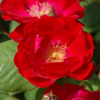 Роза Диригент, флорибунда - Питомник декоративных и садовых растений