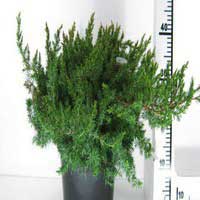 Можжевельник прибрежный Schlager, Juniperus  conferta Schlager, Можжевельник прибрежный Шлягер