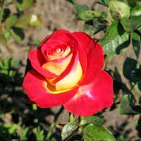 Роза Френдшип, чайно-гибридная - Питомник декоративных и садовых растений