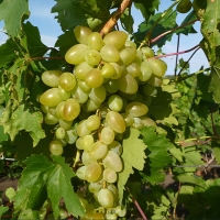 Виноград сорт "Аркадия" 0,8 л 1890 руб. В наличии.