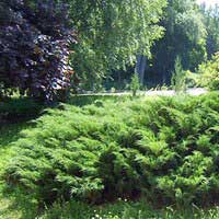 Можжевельник Мас, Juniperus Mas, Можжевельник казацкий Mas с25, Можжевельник казацкий