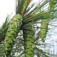Сосна румелийская 125/150, сосна румелийская, Pinus peuce, купить сосну румелейскую