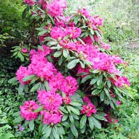 Азалия крупноцветковая, Rhododendron (Azalea)