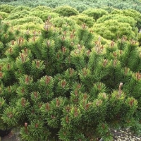 Сосна горная Laurin, Pinus mugo Laurin, Сосна горная Лаурин