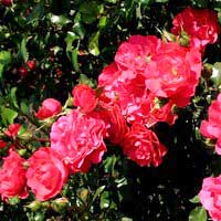 Роза Гартнерфройде, шраб - Питомник декоративных и садовых растений