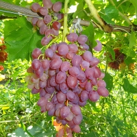 Виноград сорт кишмиш "Лучистый" 0,8 л - Питомник декоративных и садовых растений