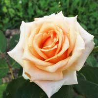 Роза Версилия, чайно-гибридная - Питомник декоративных и садовых растений