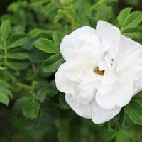 Роза Бланк Дабл дэ Куберт, гибридная ругоза - Питомник декоративных и садовых растений