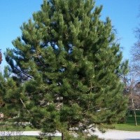 Сосна черная Сол Sol Pinus Nigra 150/175 WRB 0 руб. Товар под заказ.